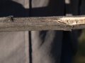 Pflanzenstängel mit Fraßspuren