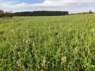 Abfrierende Zwischenfrucht