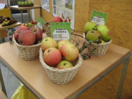 Körbe mit verschiedenen Apfelsorten