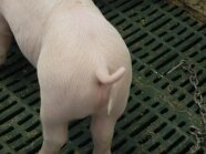 Ferkel mit Ringelschwanz steht auf Rostboden.