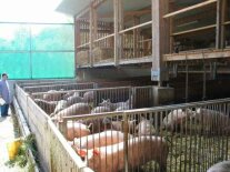 Offenfront-Schweinemaststall