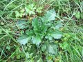 Blattrosette einer einjährigen Wasser-Kreuzkraut-Pflanze in einer Feuchtwiese