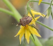 Marmorierte Baumwanze auf einer gelben Blüte.
