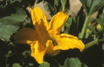 Zucchiniblüte