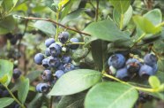 Heidelbeeren