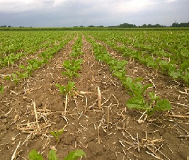 Rübenfeld mit Mulchsaat.