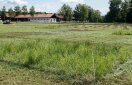Versuchsparzellen mit nässeangepassten unterschiedlichen Gräserparzellen