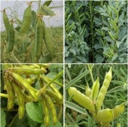 Schoten von Erbsen, Ackerbohne, Sojabohen und Lupinen