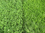 Grüner Aufwuchs von oben, aufgeteilt in zwei Parzellen
