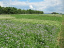 Blühende Phacelia im Vordergrund, Buchweizen mit weißen Blüten dahinter. Versuchsfeld am TFZ in Straubing.